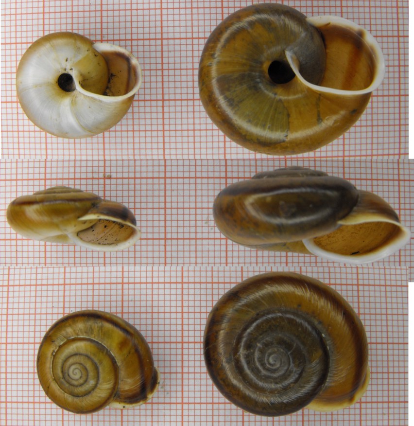 Chilostoma cf. achates sull''Adamello 2500 metri